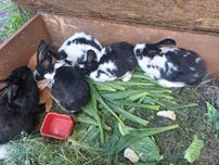 Króliki kilkumiesięczne, waga okolo 3,5/4 kg sztuka