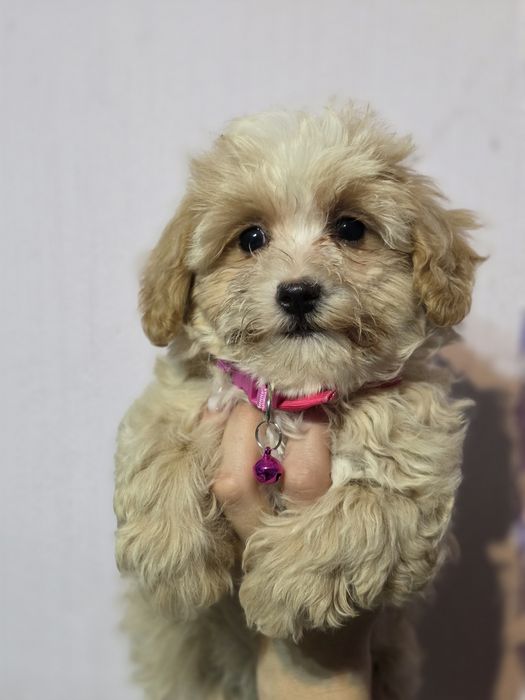 Maltipoo suczka f1 do odbioru z metryką chip wyprawka