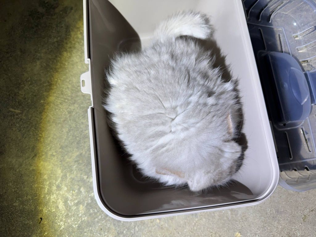 Szynszyl chinchilla beżowy Angora samica młoda