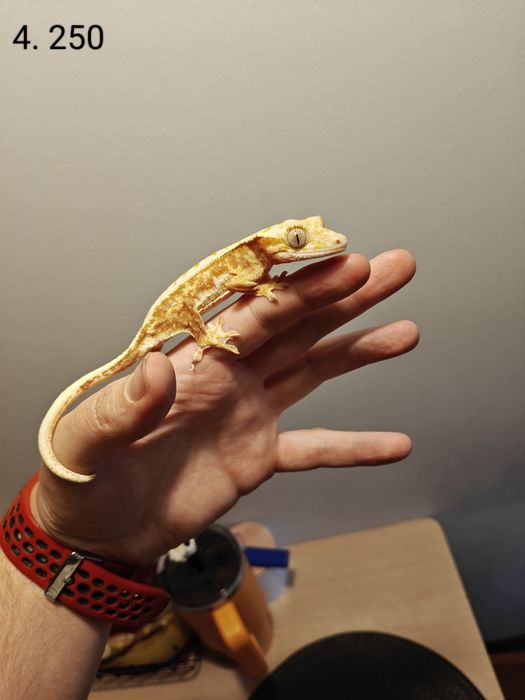 Gekon orzęsiony Podrostki