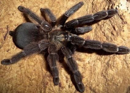 Паук самка Psalmopoeus reduncus адульт 

Psalmopoeus reduncus характер