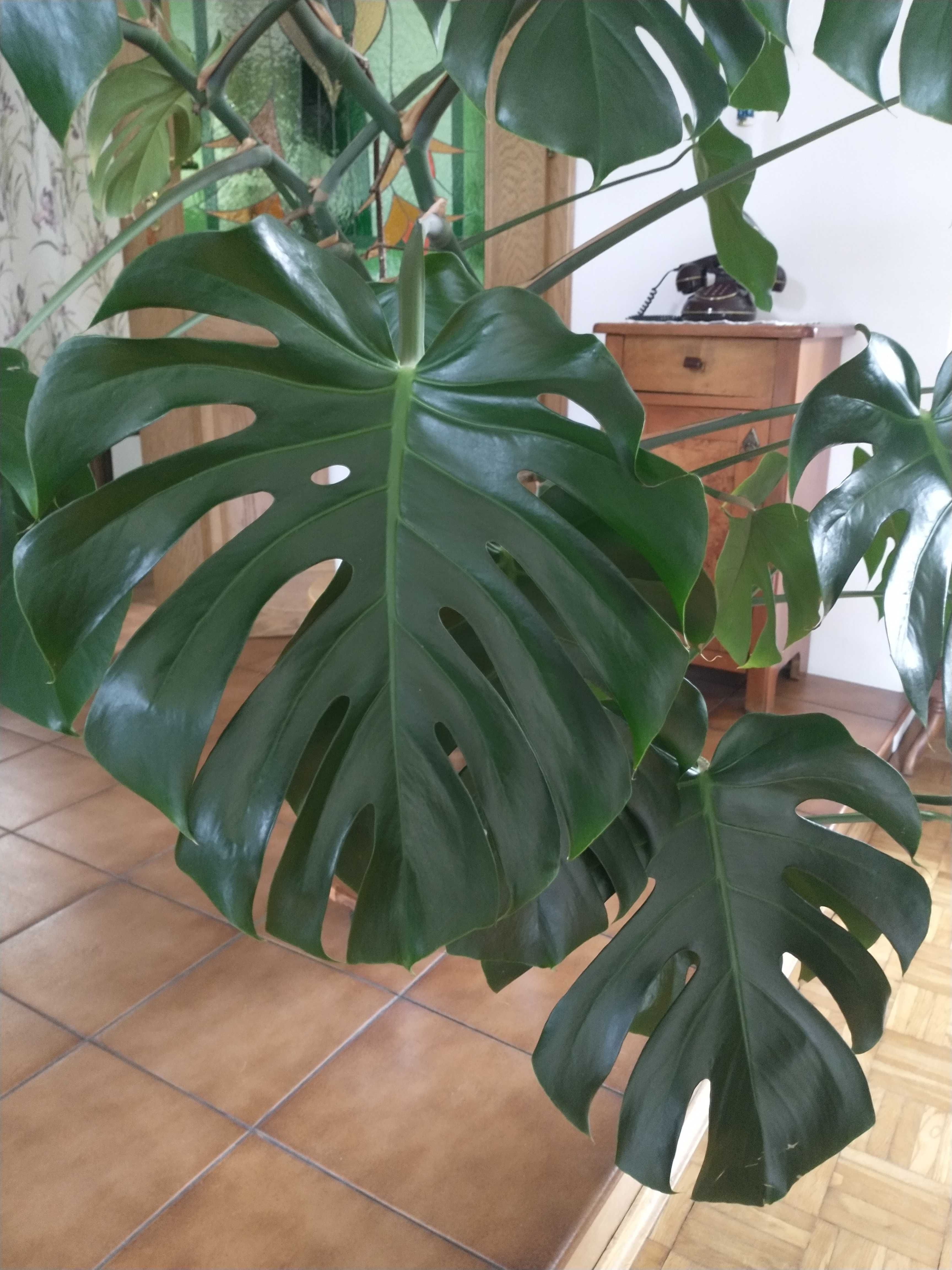 Rośliny doniczkowe - duża monstera