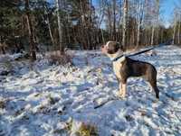 American Staffordshire Terrier Amstaff Blue ZKwP FCI