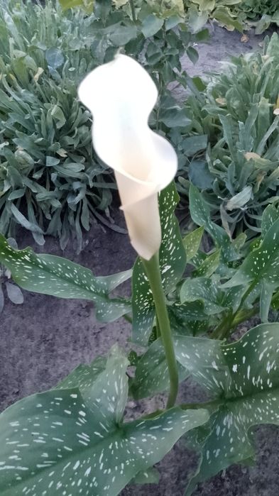 Гіпеаструм,калла біла