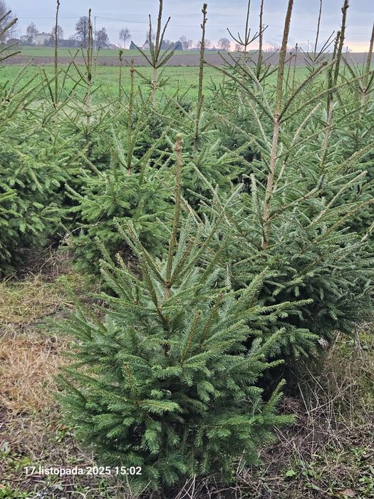 Choinki - Świerki Pospolite