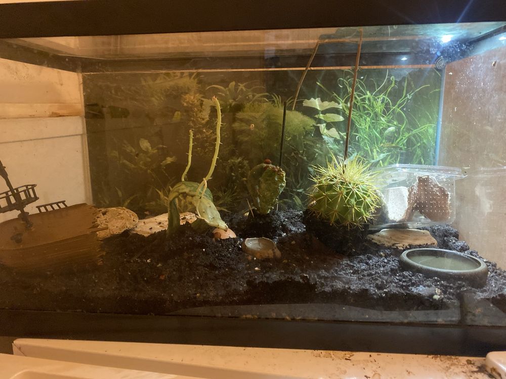 Largato de 7 Cm completo Autosustentavel
