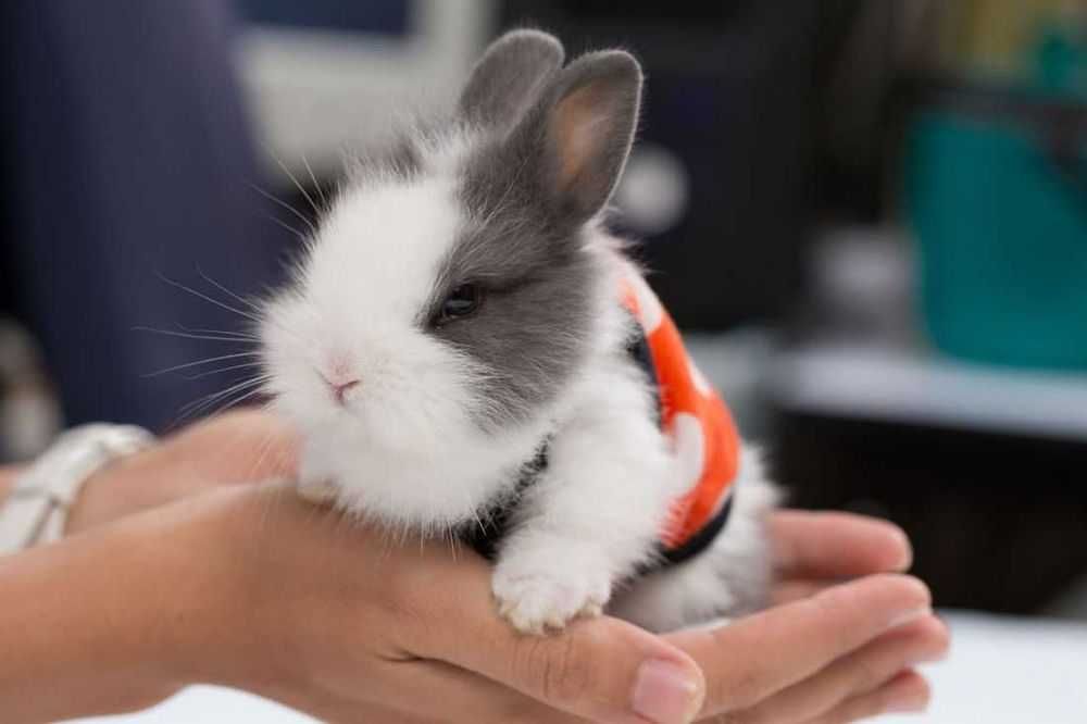 Mini coelhos anões já vacinados e desparasitados