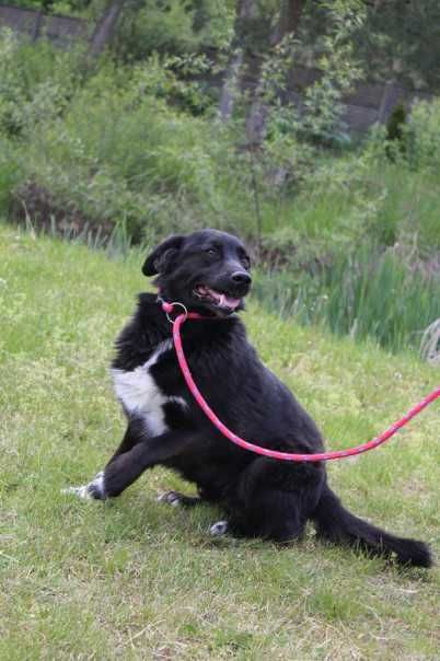 583130 Antoni do adopcji