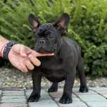 Buldog francuski piesek