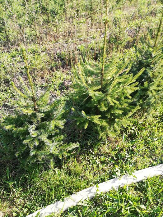 Świerk serbski omorika szkółkowany