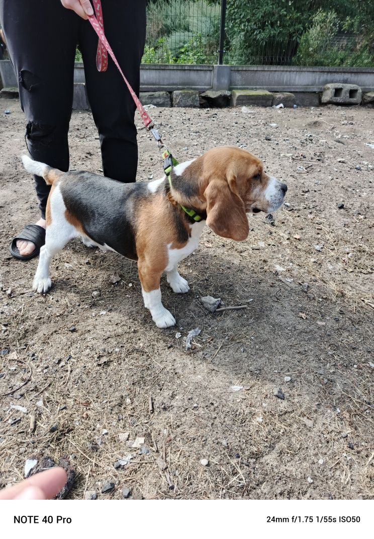 Beagle Beagle suka