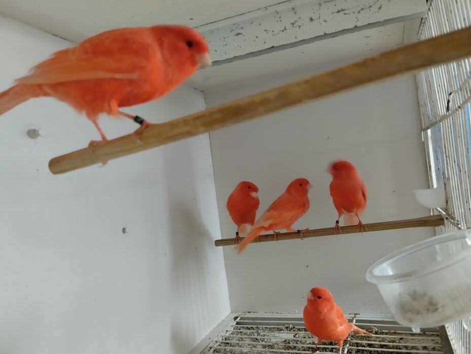 Canários de qualidade novos