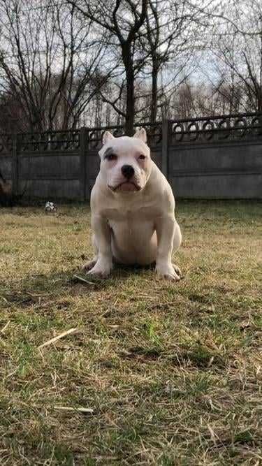 American bully suczka ABKC