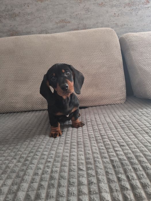 Jamnik krótkowłosy sunia