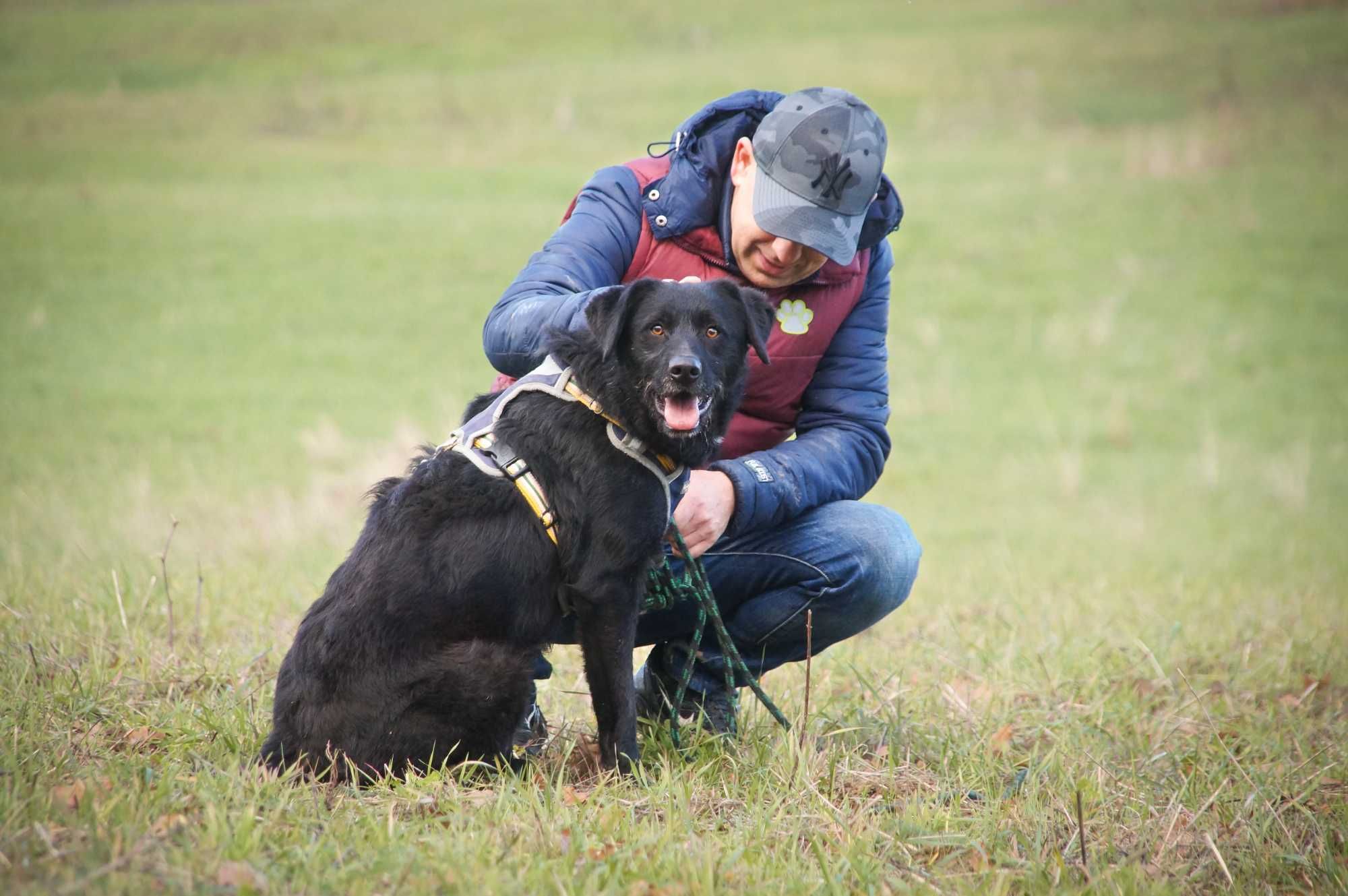 Huzar - młody, piękny psiak do adopcji.