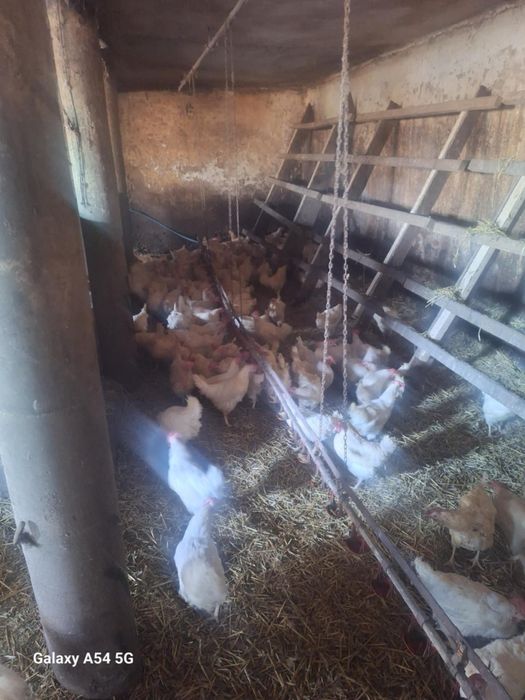 Kury Lohmann Sandy biała 42 tygodnie duże jajko dowóz sobota niedziela