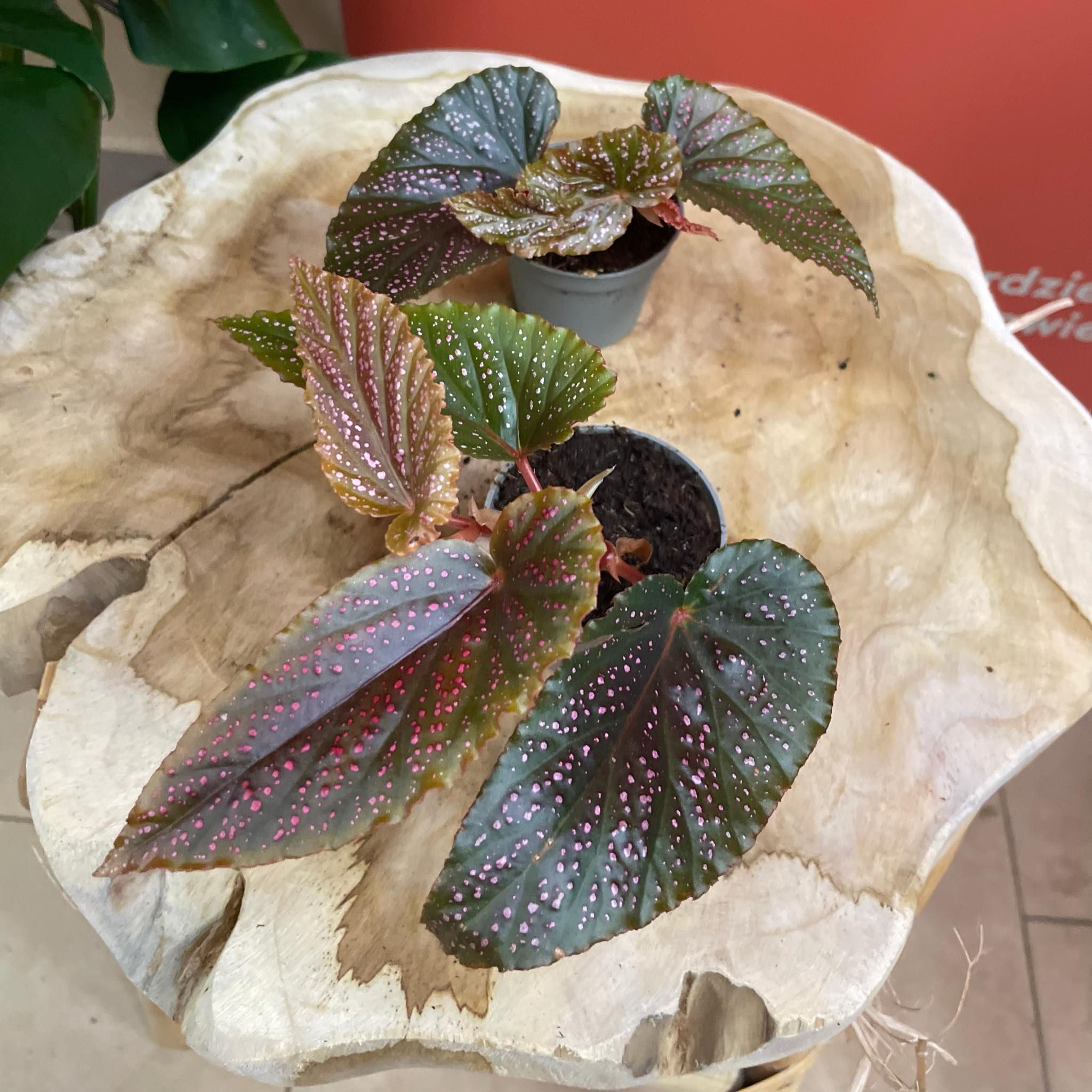 begonia pink spot DØ6cm