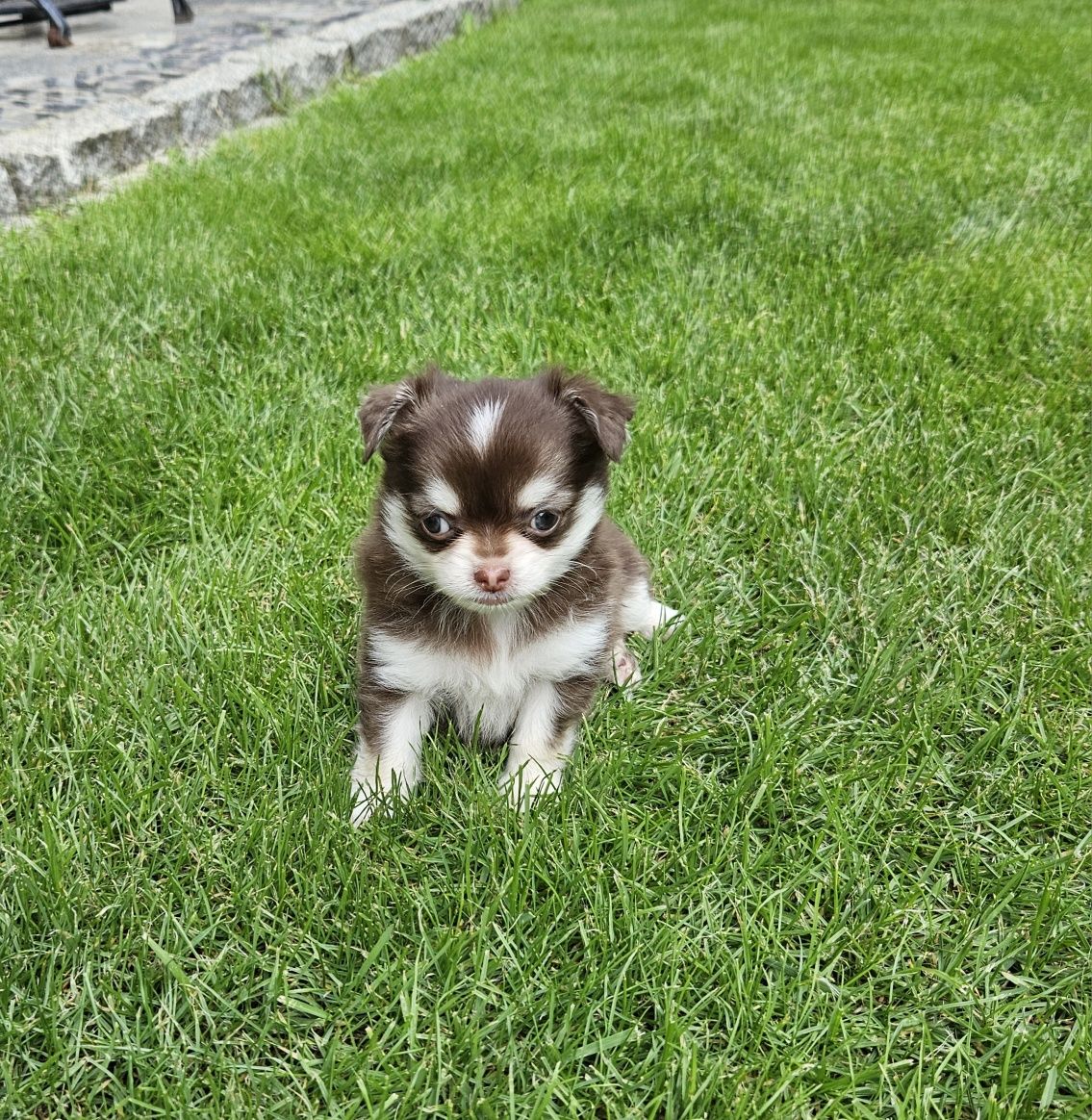 Chihuahua długowłosy FCI