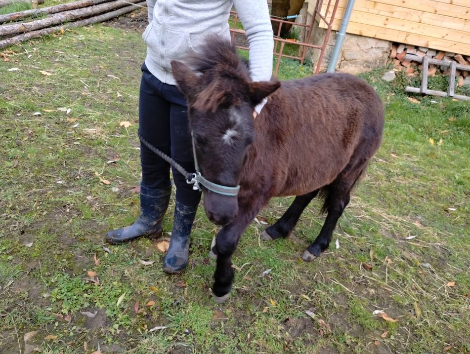 Sprzedam Klaczka kucyka