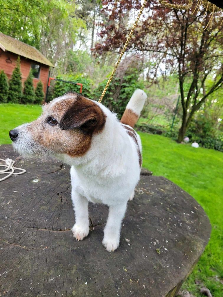 Samiec Fall in love - Jack Russell Terrier
