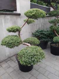 Bonsai niwaki rosliny do ogrodu