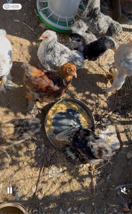 Tenho para venda pintos de varias raças e idades