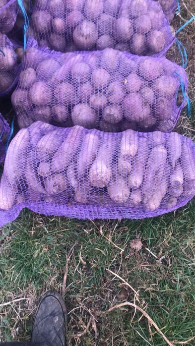 Столовий буряк ! 5 грн. Круглий і циліндр !