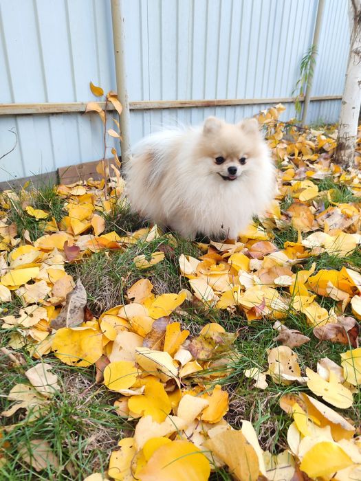 Shpitz Pomeranian and mini