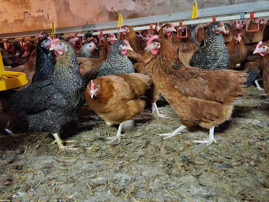 Kurki nioski kokoszki odchowane Rosa kolorowa dowóz gratis