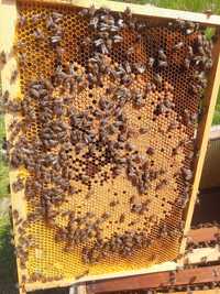Бджолопакети, пчелопакеты