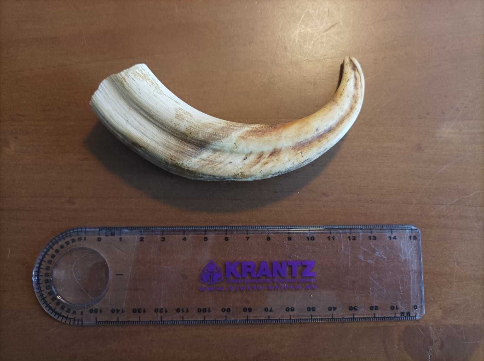 Dentes de Javali
