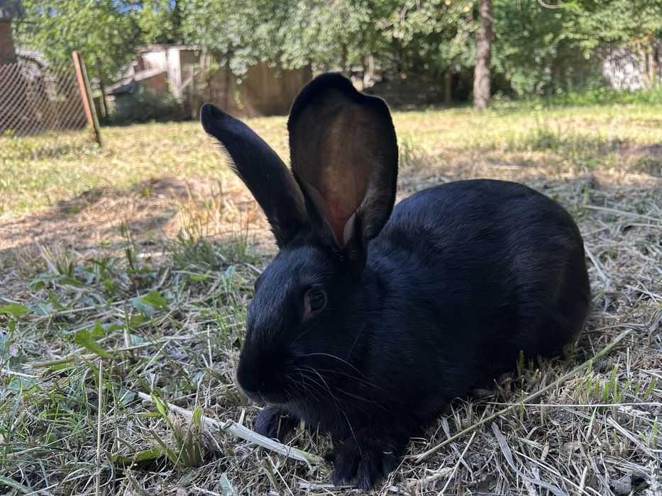 Кролики породисті