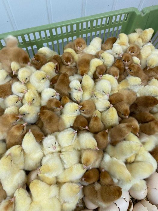 Kurczaki pisklęta nioski Leghorn, Greenshell, Sussex, Rosa, Araucana