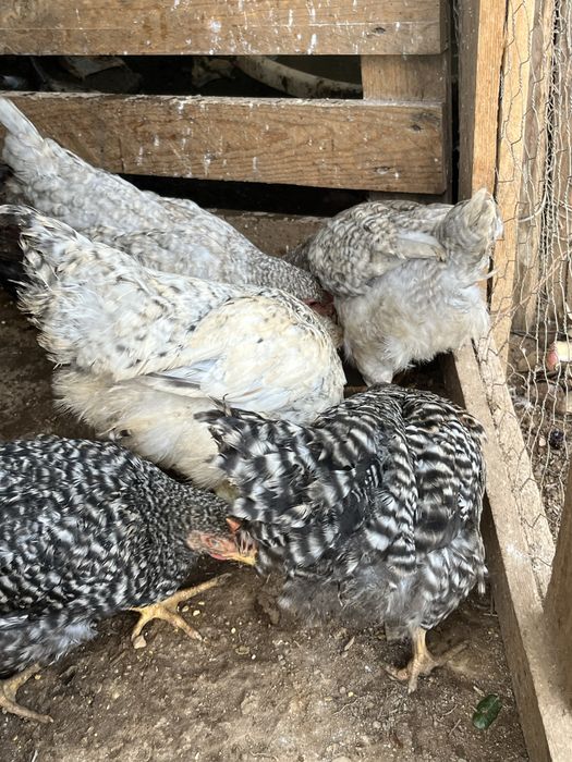 Ovos galandos de várias racas