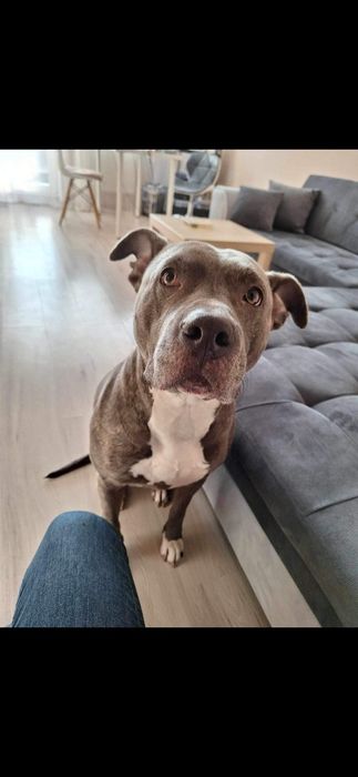 Suczka Amstaff do adopcji