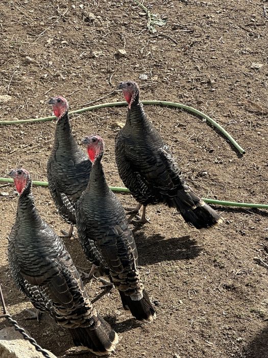 Perus femea 7 caseiro