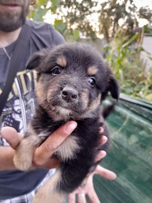 Забирайте щенят,творите добро!!!