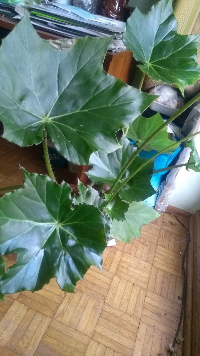 Begonia rącznikolistna i geranium