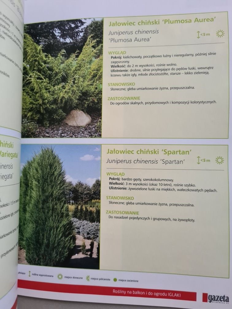 Rośliny na balkon i do ogrodu - Iglaki - Ewa Chojnowska. Książka