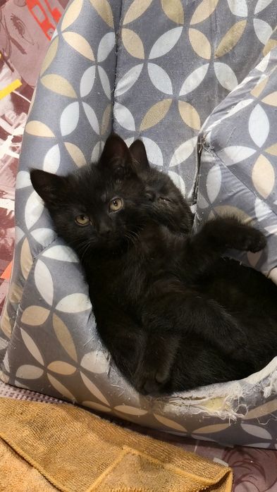 Котята в добрі руки