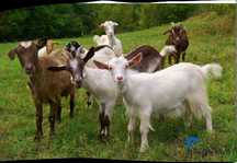 Cabras ovelhas borregos cabritos