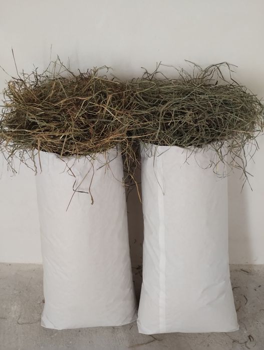 4kg siano dla królika " starsze siostry " średnie BOROWIK