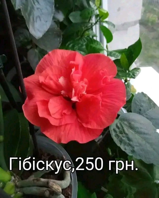 Фікуси,гібіскуси,алоказії,стефанотіс, пассіфлора ,маранта