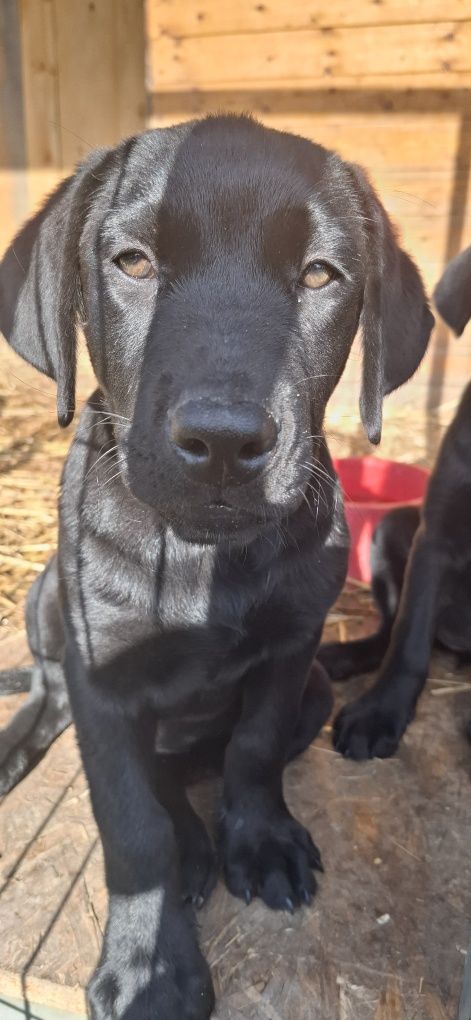 Labrador Ratriver szczeniak piesek