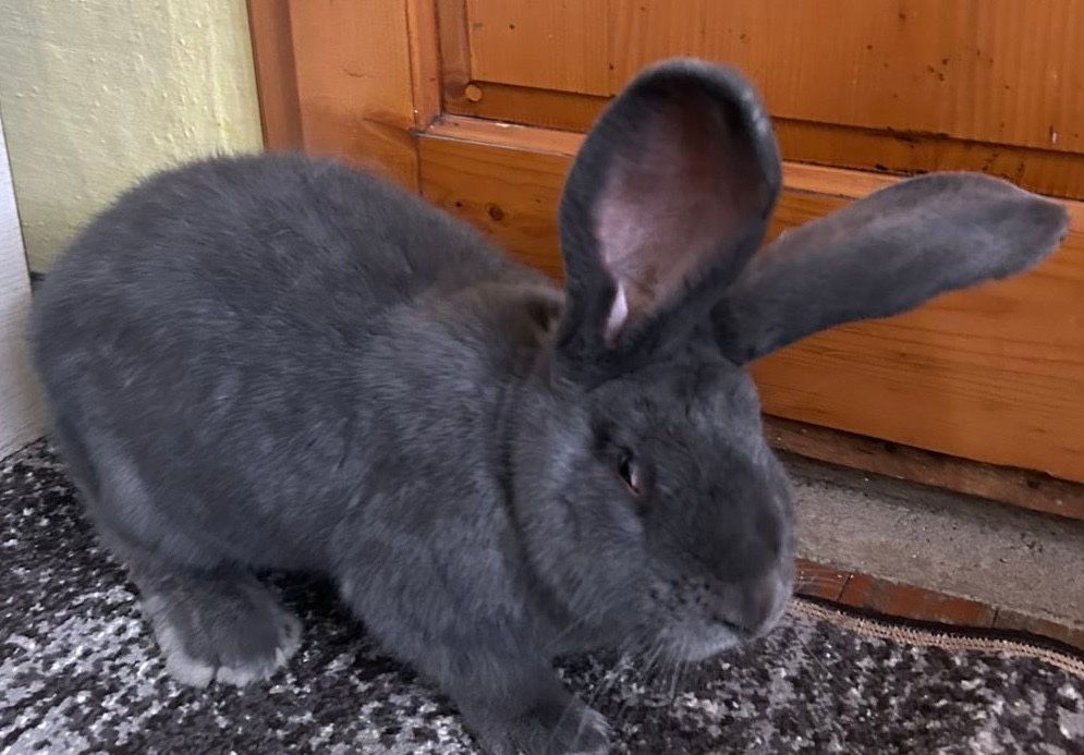 Продам Бельгійський велікан голубого окрасу