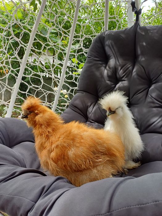 Півні породи Китайська шовкова і Падуан Шамоа