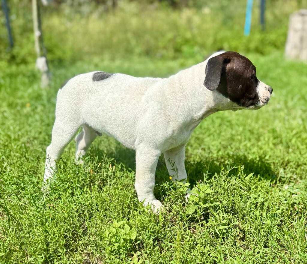 Staffordshire Bull Terrier FCI