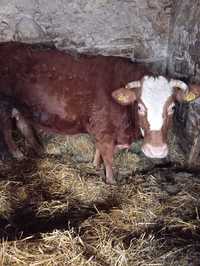 Krowa MM 5 letnia