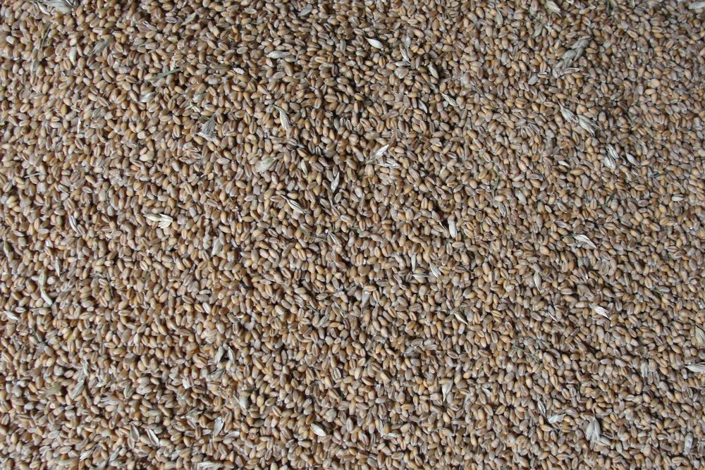 Pszenica Euforia workowana zakup z centrali