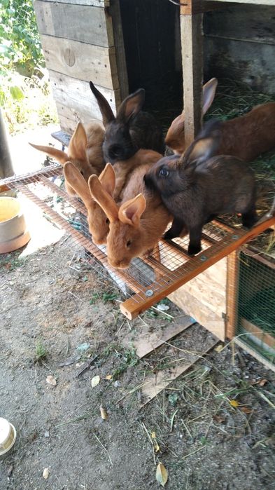 Pilnie sprzedam króliki z budami